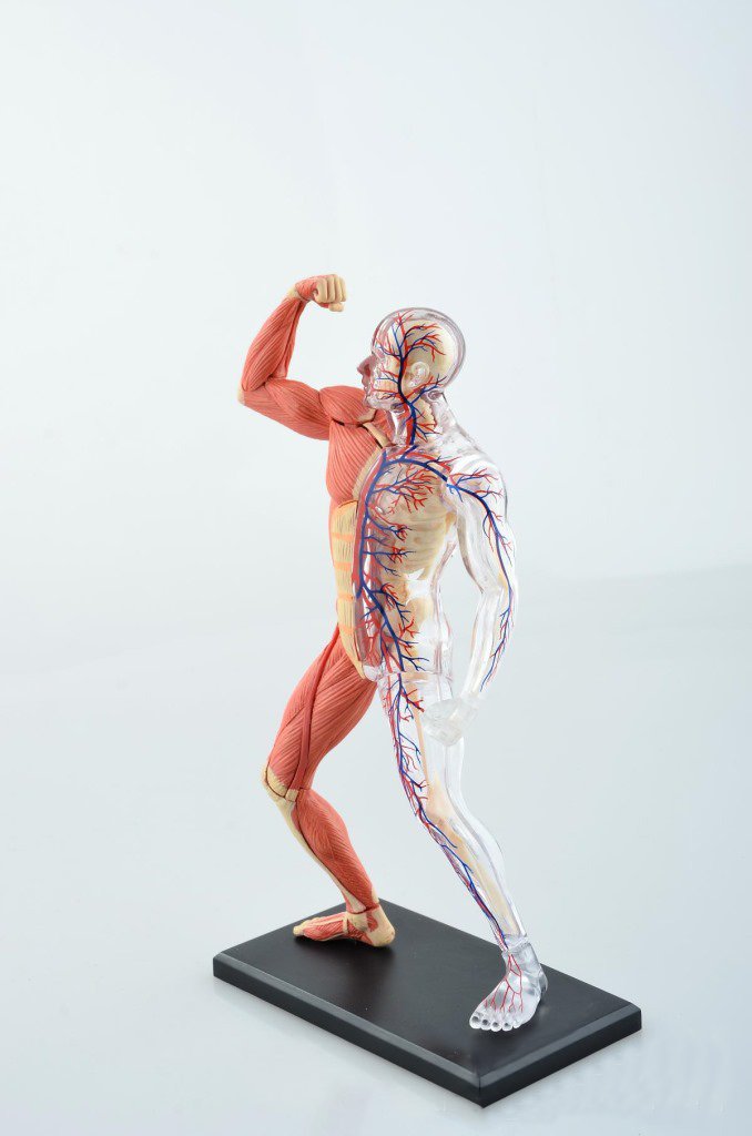 Amazon.co.jp: GoDen 人体筋肉と血管模型 分解可能 : 産業・研究開発用品